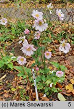 Eriocapitella ×hybrida Mont-rose