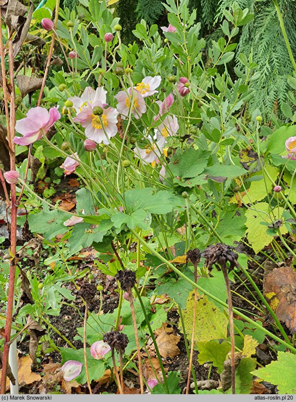 Eriocapitella tomentosa Robustissima