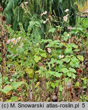 Eriocapitella tomentosa Robustissima