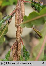 Comptonia peregrina (komptonia amerykańska)