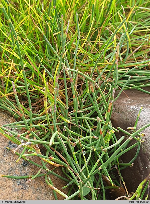 Ephedra minima