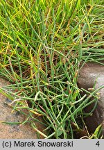 Ephedra minima