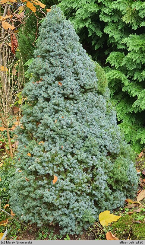 Picea glauca Alberta Blue