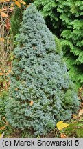 Picea glauca Alberta Blue