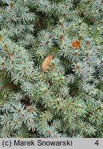 Picea glauca Alberta Blue