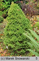 Picea glauca Maigold