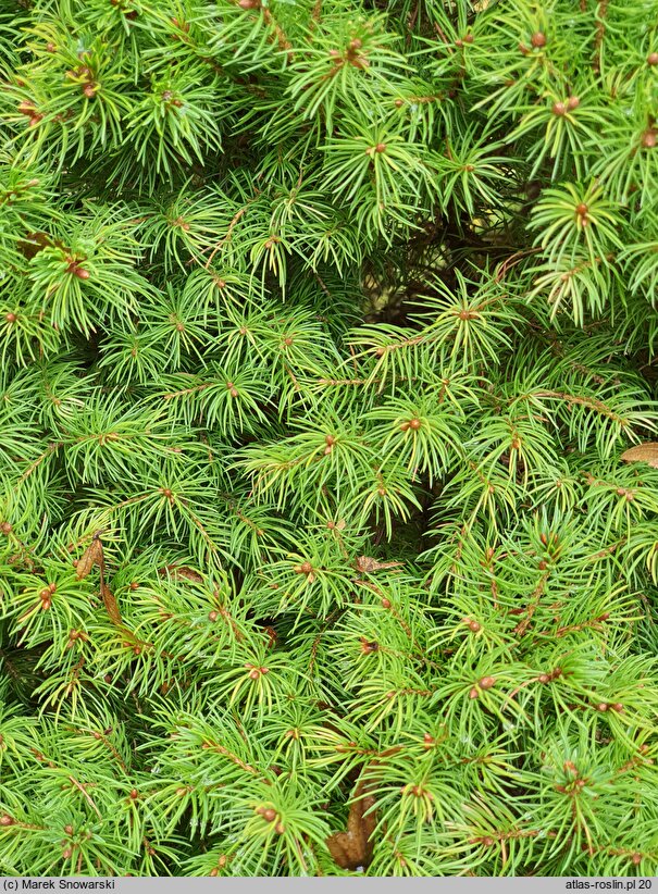 Picea glauca Maigold