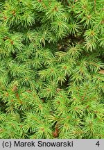 Picea glauca Maigold