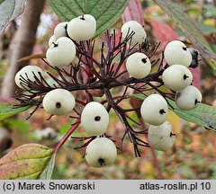 Cornus baileyi (dereń Baileya)