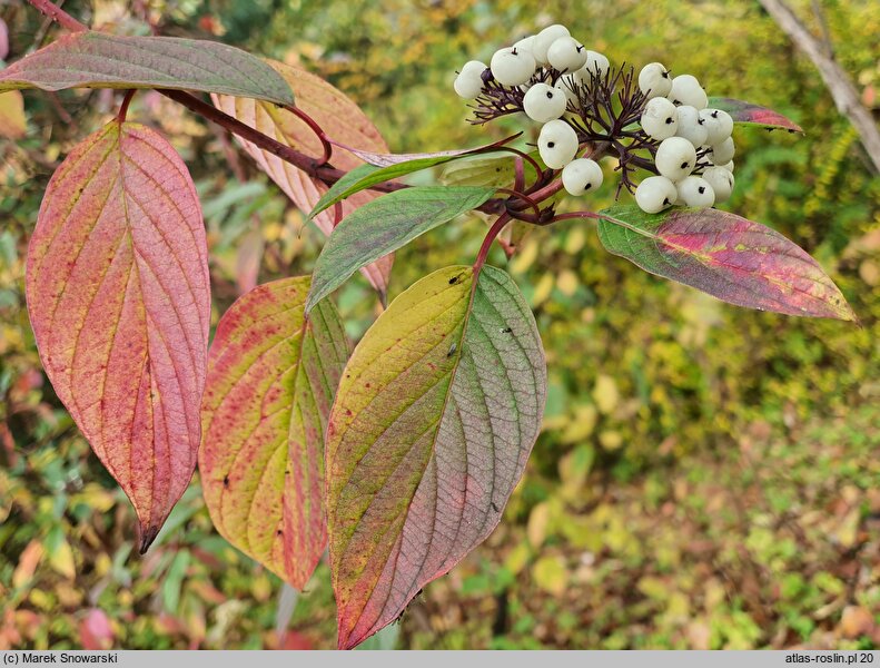 Cornus baileyi (dereń Baileya)