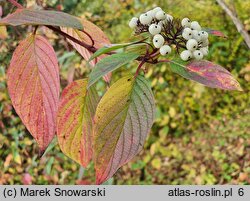 Cornus baileyi (dereń Baileya)