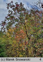 Cornus baileyi (dereń Baileya)