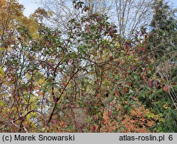 Cornus baileyi (dereń Baileya)