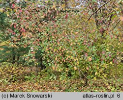 Cornus baileyi (dereń Baileya)