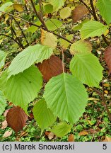 Euptelea polyandra (olszanka japońska)