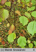 Euptelea polyandra (olszanka japońska)