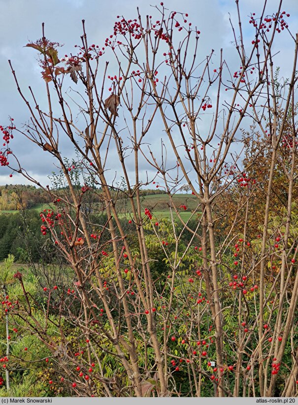 Viburnum sargentii Onondaga