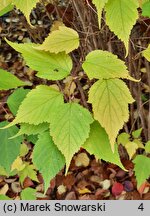 Neillia sinensis (neillia chińska)