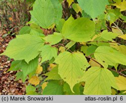 Neillia sinensis (neillia chińska)