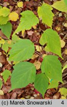 Neillia sinensis (neillia chińska)