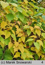 Neillia sinensis (neillia chińska)