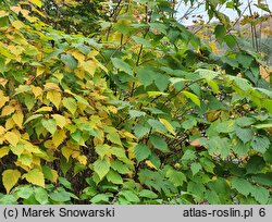 Neillia sinensis (neillia chińska)