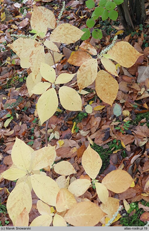 Clethra acuminata (orszelina zaostrzona)