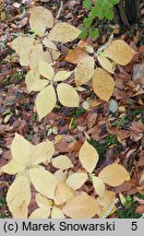 Clethra acuminata (orszelina zaostrzona)