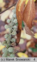 Clethra acuminata (orszelina zaostrzona)