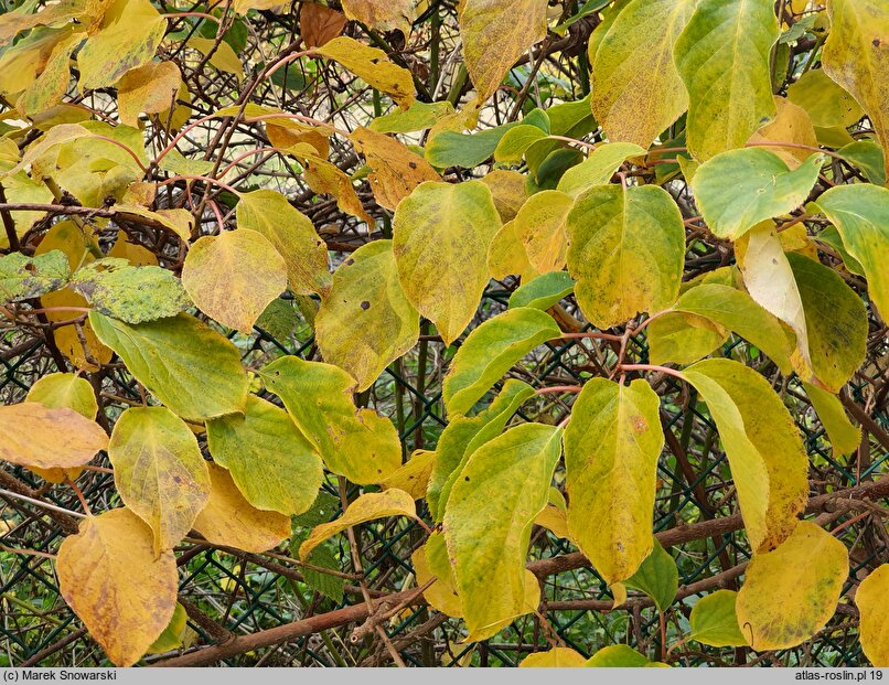 Actinidia callosa (aktinidia himalajska)