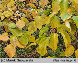 Actinidia callosa (aktinidia himalajska)