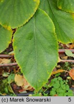 Actinidia callosa (aktinidia himalajska)