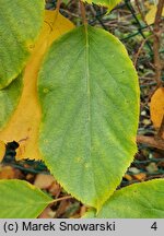 Actinidia callosa (aktinidia himalajska)