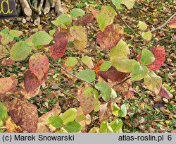 Viburnum mongolicum (kalina mongolska)