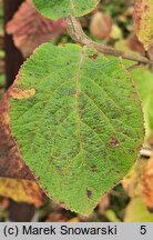 Viburnum mongolicum (kalina mongolska)