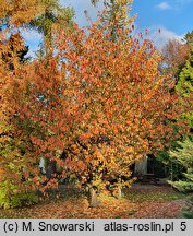 Prunus serrulata Kanzan