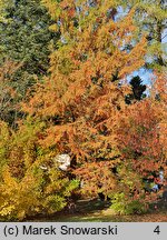 Metasequoia glyptostroboides (metasekwoja chińska)