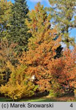 Metasequoia glyptostroboides (metasekwoja chińska)