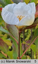 Franklinia alatamaha (franklinia amerykańska)