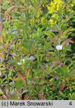 Franklinia alatamaha (franklinia amerykańska)