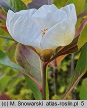 Franklinia alatamaha (franklinia amerykańska)