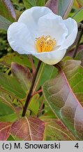 Franklinia alatamaha (franklinia amerykańska)