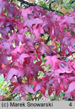 Liquidambar styraciflua (ambrowiec amerykański)