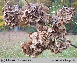 Ptelea trifoliata (parczelina trójlistkowa)