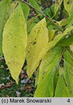 Chimonanthus praecox (zimokwiat wczesny)