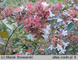 Abelia ×grandiflora Minaud