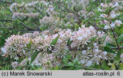 Abelia ×grandiflora (abelia wielkokwiatowa)