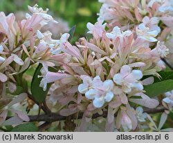 Abelia ×grandiflora (abelia wielkokwiatowa)