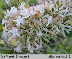 Abelia ×grandiflora (abelia wielkokwiatowa)