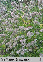 Abelia ×grandiflora (abelia wielkokwiatowa)